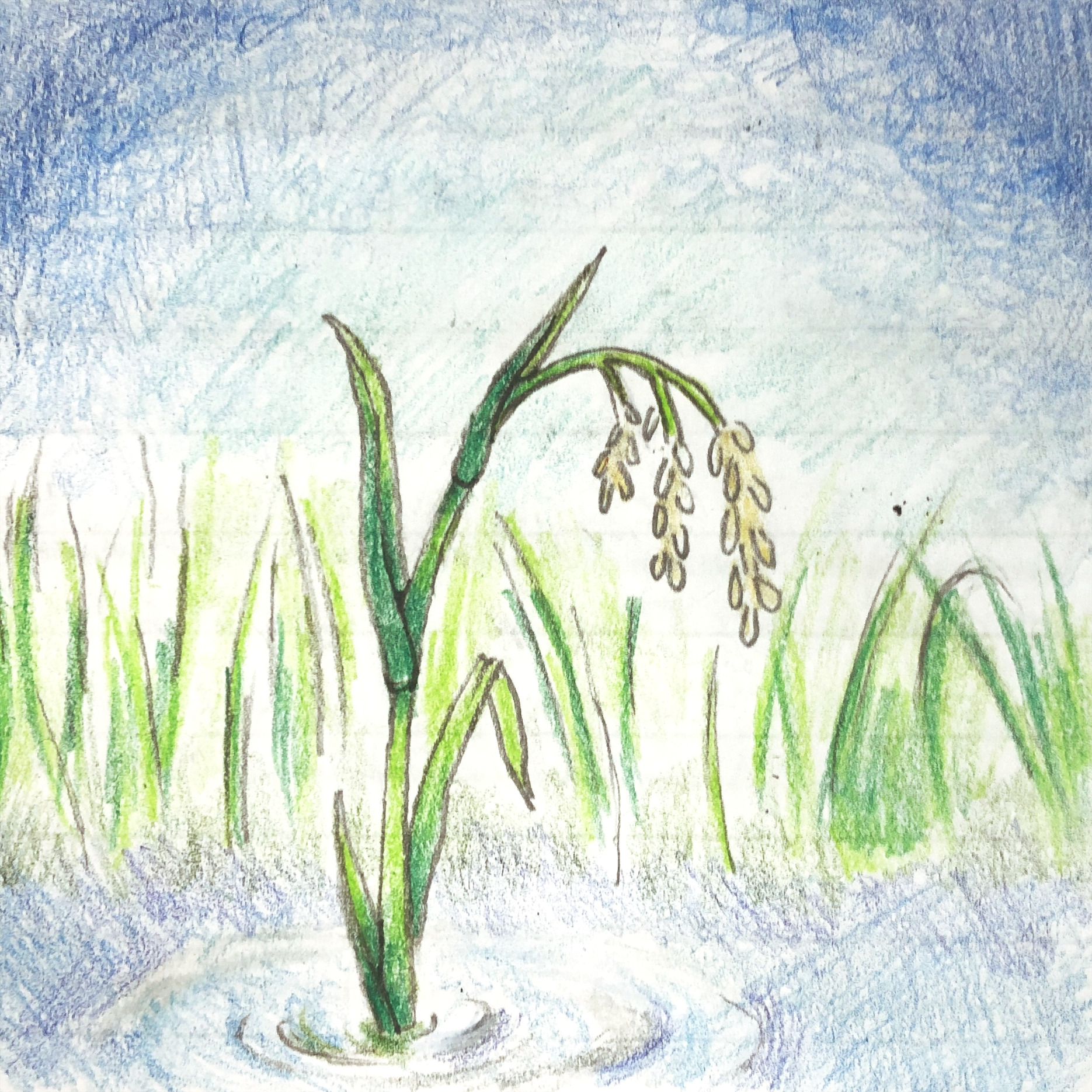 "Champa Rice Thumbnail," Colored Pencil on Paper, 2024